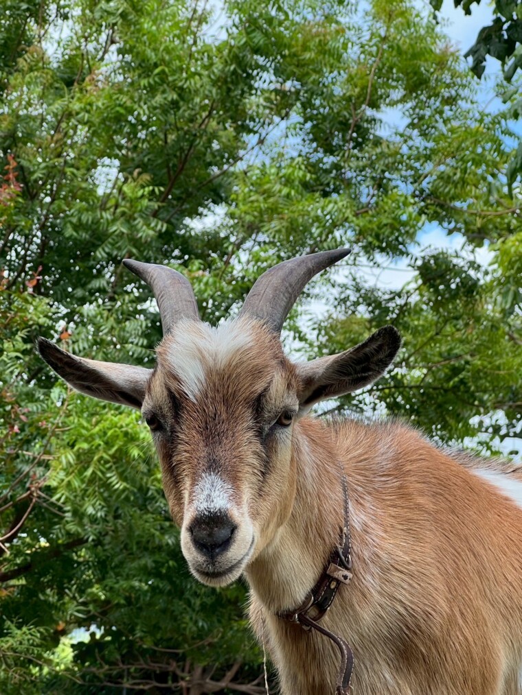 【我們家的三隻羊】 🐐